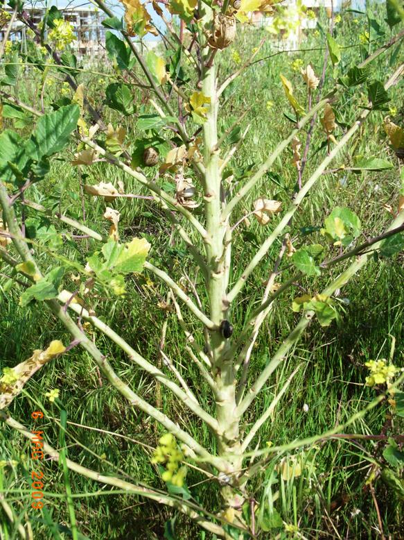Brassica nigra (L.) W. D. J. Koch